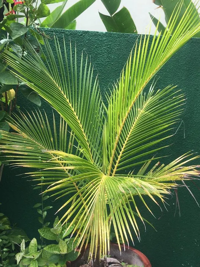 Kubu Green Nusa Dua